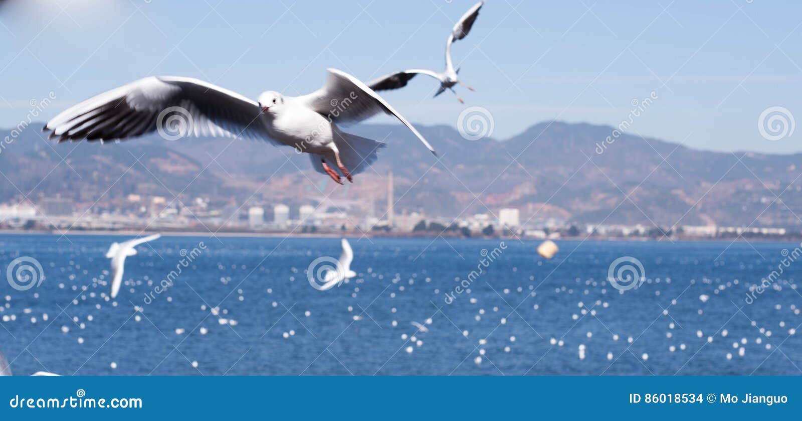 the black headed gull in kunmingÃ¯Â¼Åchina